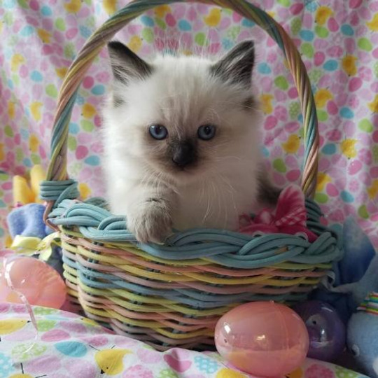 Ragdoll kitten