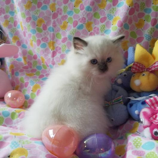 Ragdoll kitten