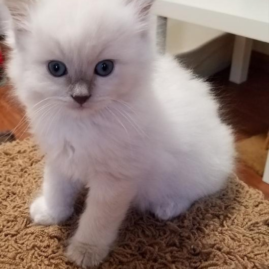 Ragdoll kitten