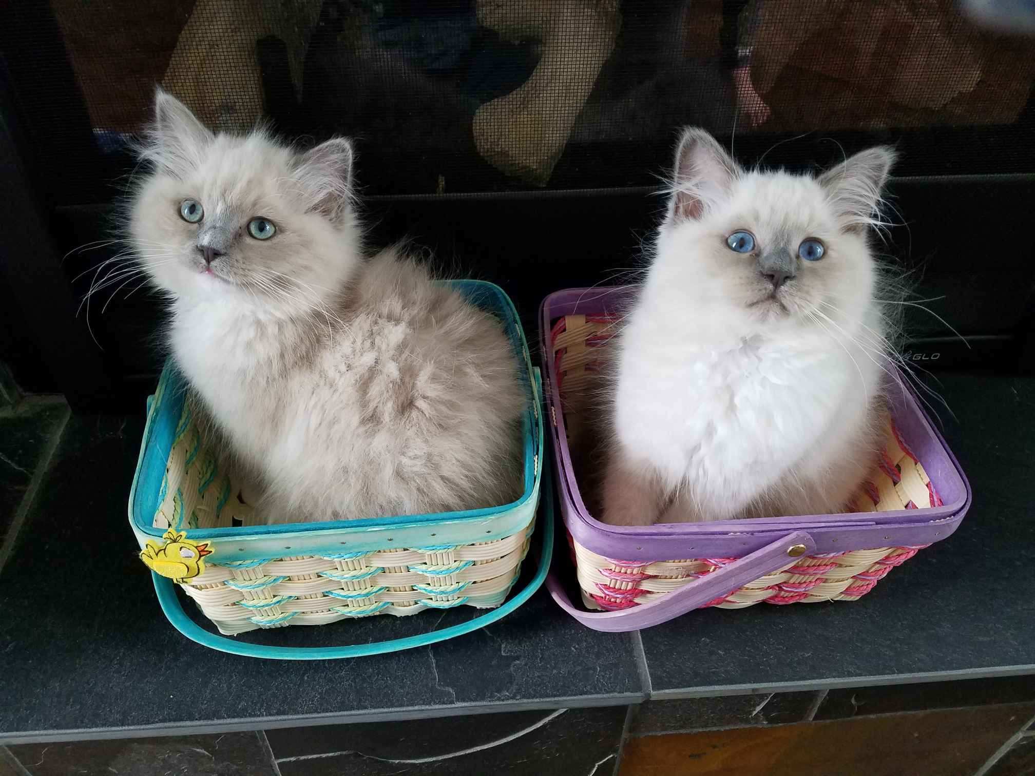 Ragdoll kittens