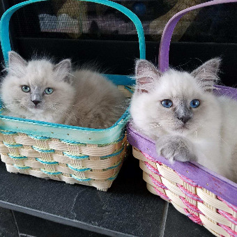 Ragdoll kittens