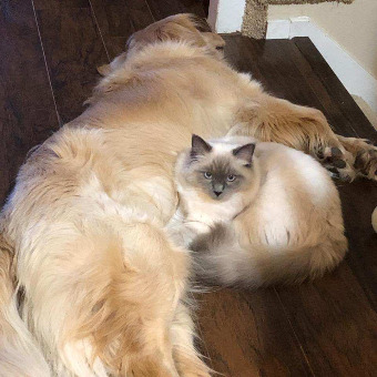 Ragdoll Cat with dog