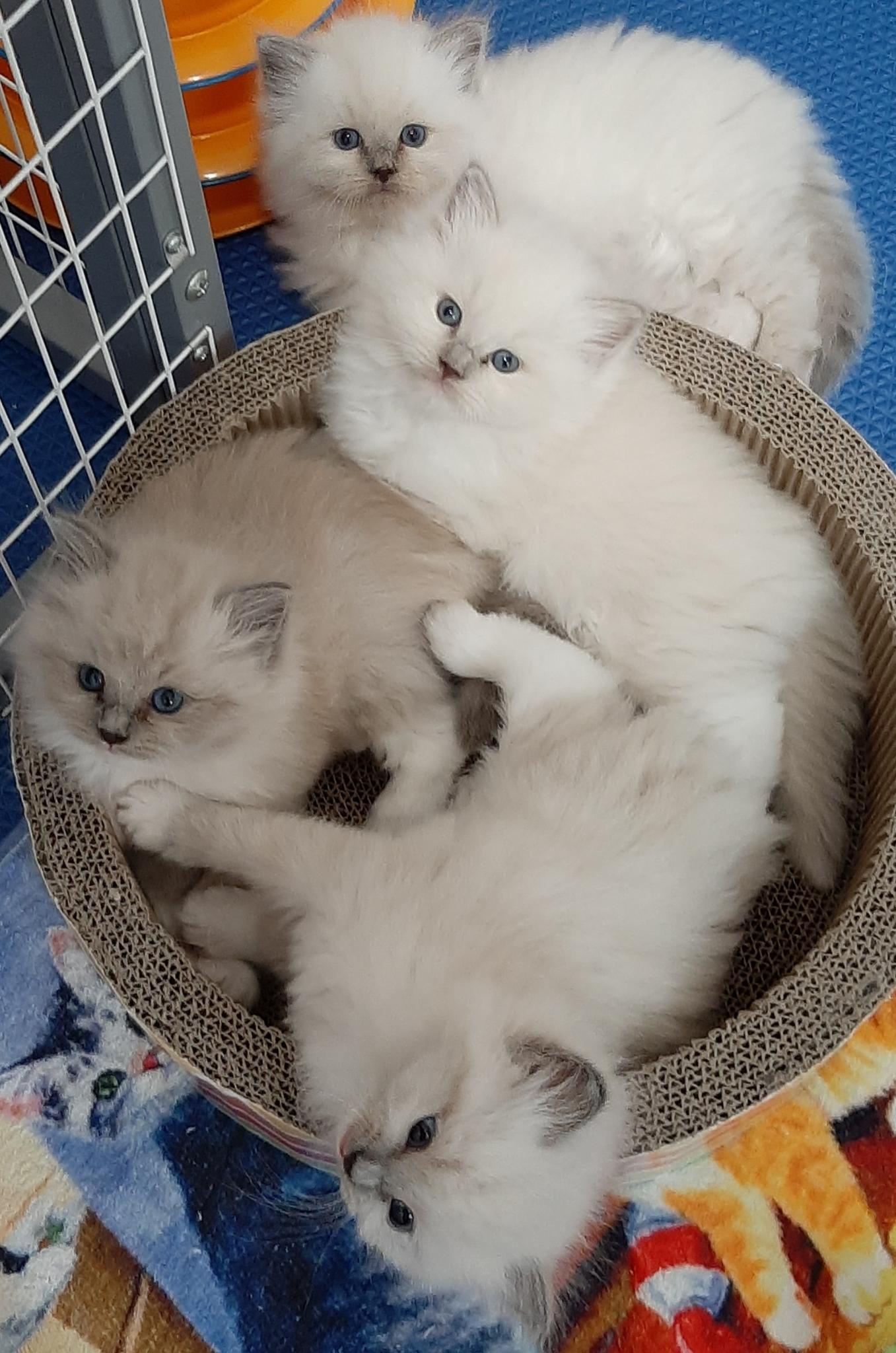 Ragdoll kittens