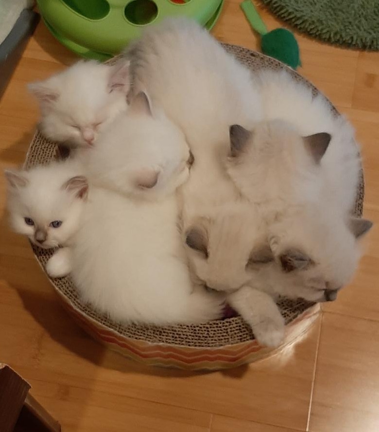 Ragdoll kittens