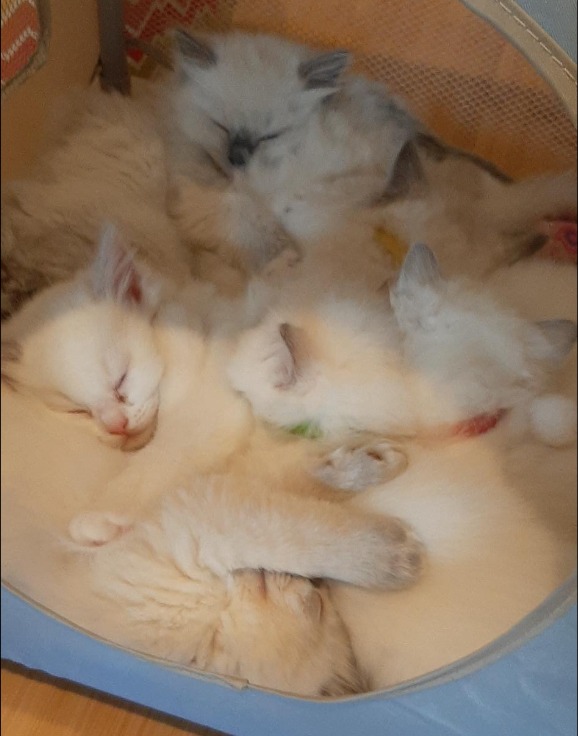 Ragdoll kittens