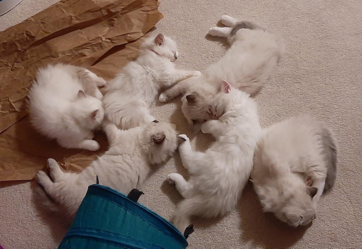 Ragdoll kittens