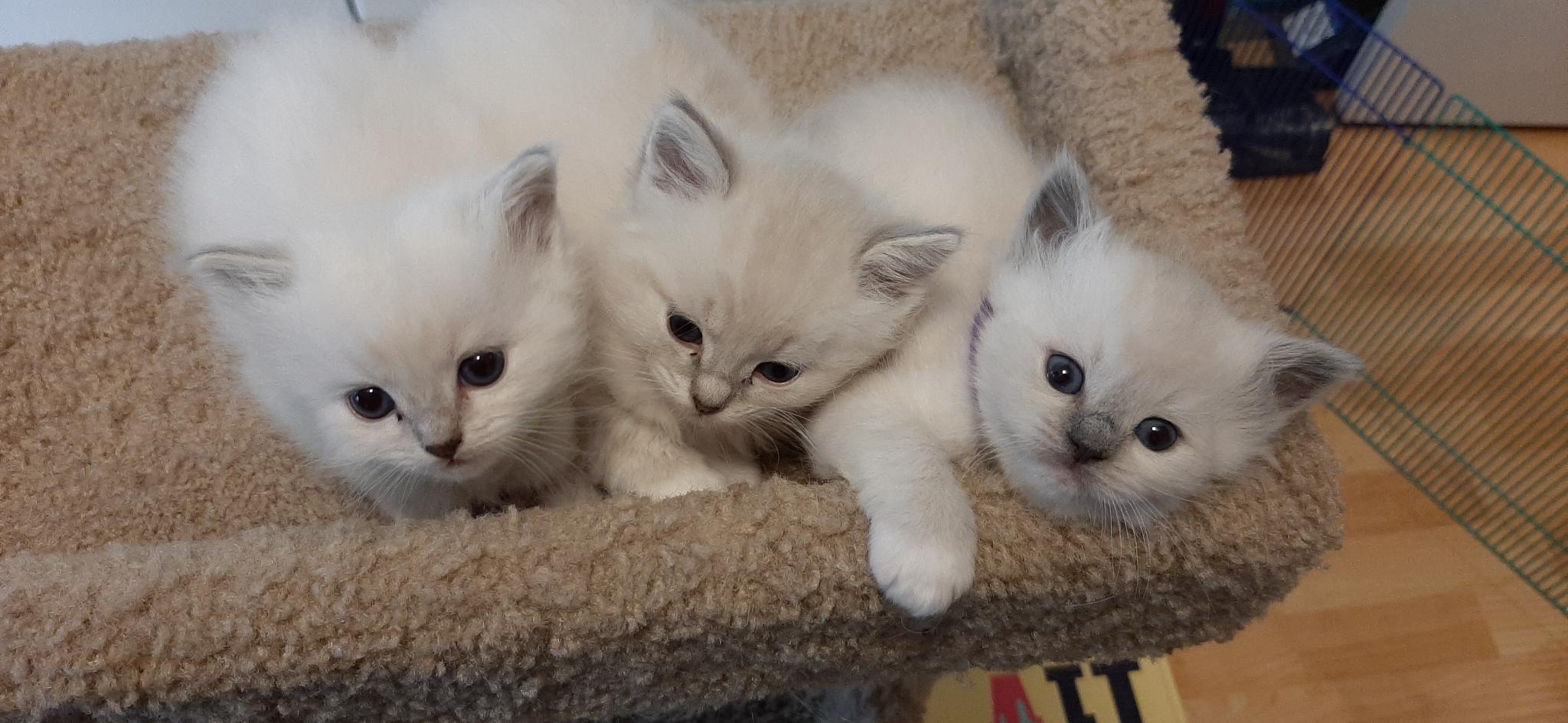 Ragdoll kittens