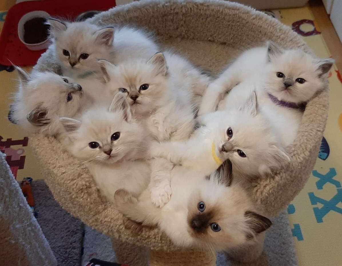 Ragdoll kittens