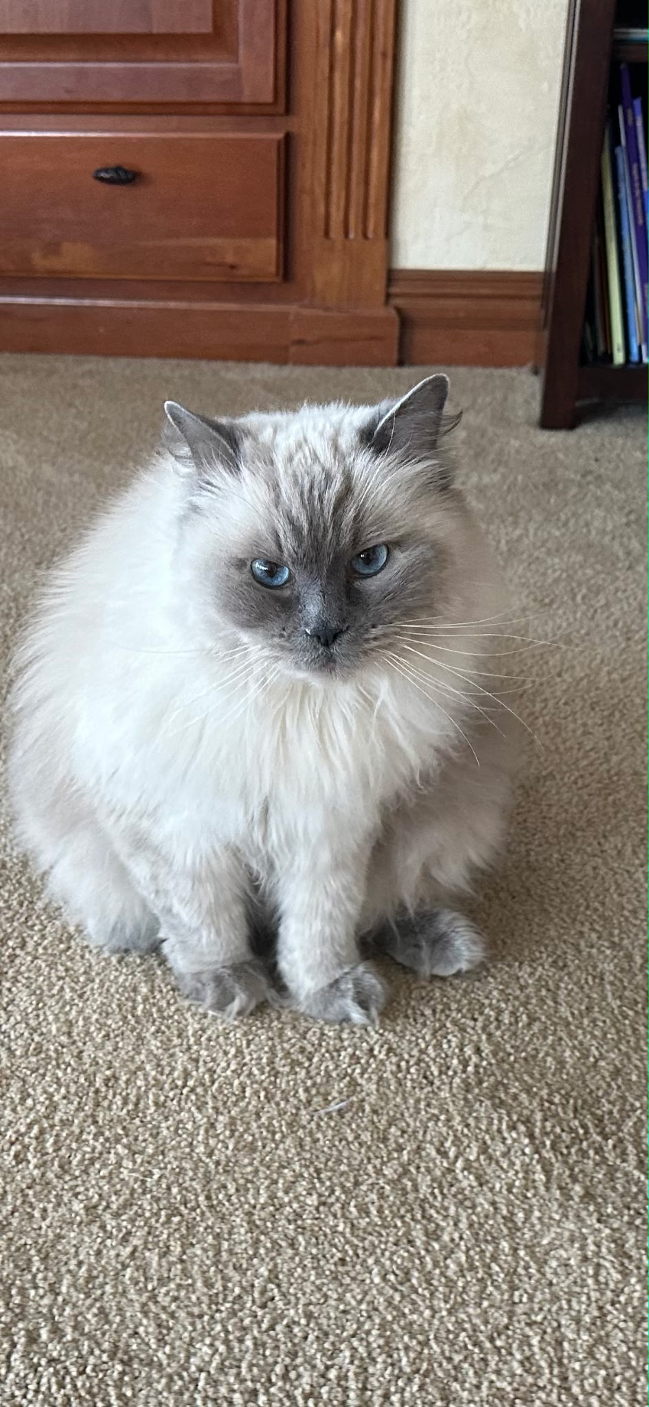 My Ragdoll Heaven | Ragdoll kittens for sale in Portland, Oregon