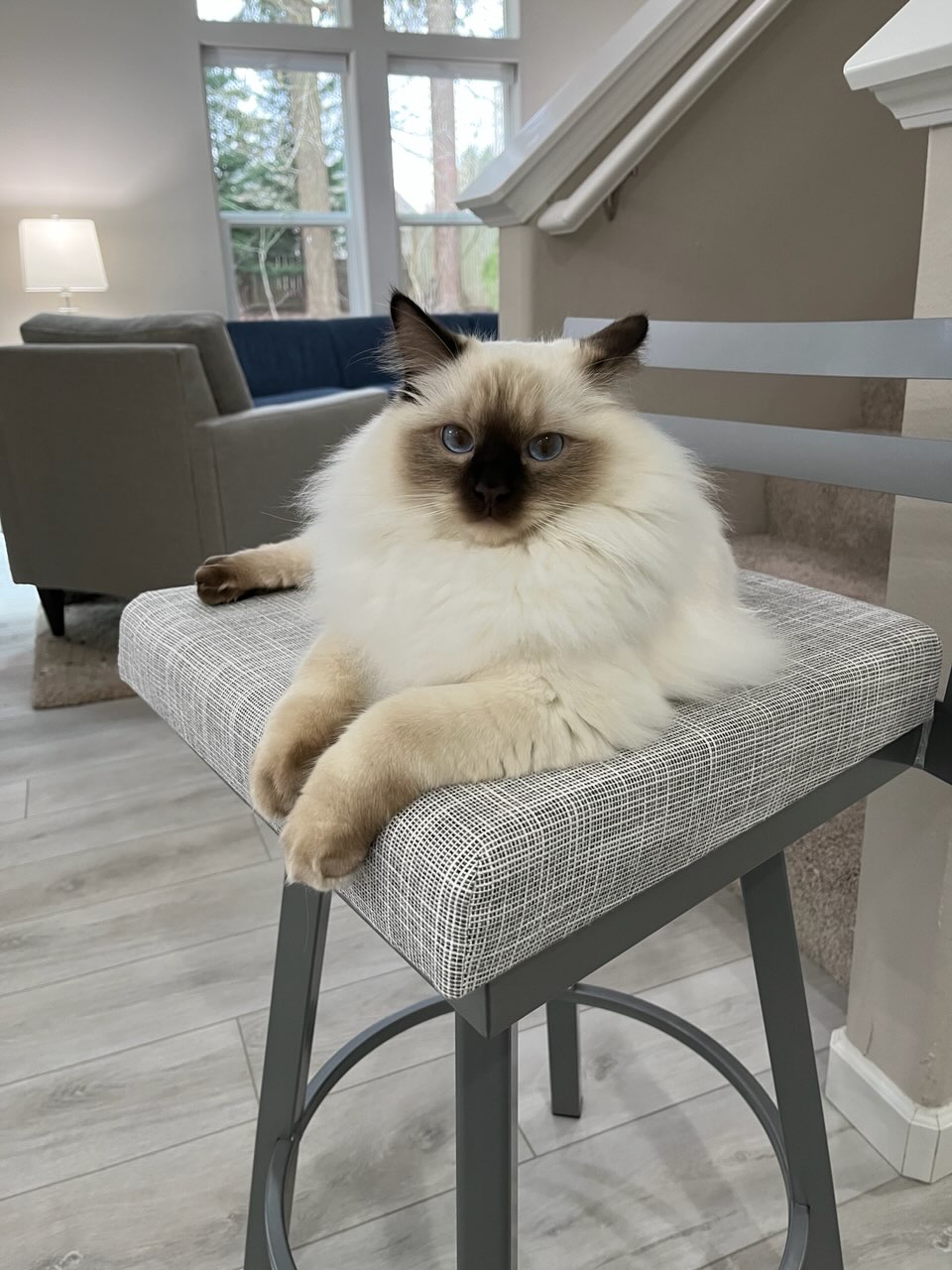My Ragdoll Heaven | Ragdoll kittens for sale in the Portland, Oregon Metro